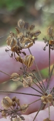 Angelica venenosa