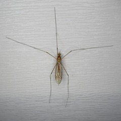 Nephrotoma ferruginea