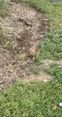 Oryctolagus cuniculus