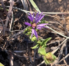 Symphyotrichum sericeum