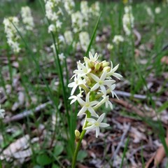 Stackhousia monogyna
