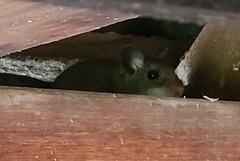 Muroidea
