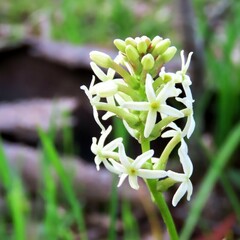 Stackhousia monogyna