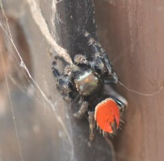 Phidippus carneus