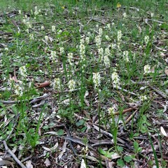 Stackhousia monogyna