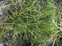 Eriocaulon aquaticum