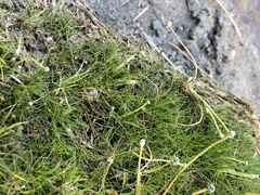 Eriocaulon aquaticum