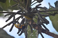 Euphonia hirundinacea