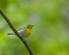 Vireo flavifrons