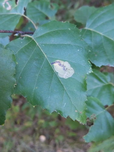 Amber-marked Birch Leaf-miner Sawfly photo 2