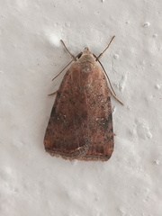 Micrathetis triplex