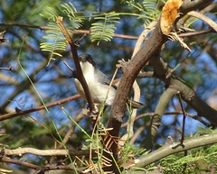 Microspingus melanoleucus