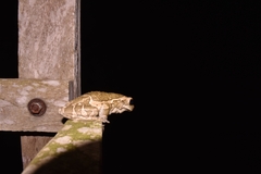 Trachycephalus vermiculatus