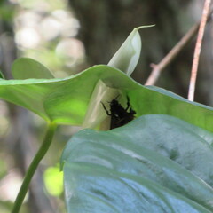 Eulaema