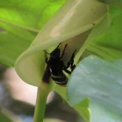 Eulaema