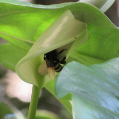 Eulaema