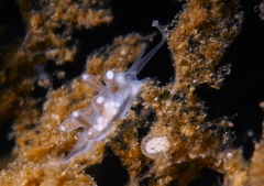 Tergipes tergipes