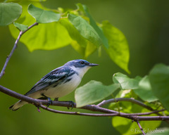 Setophaga cerulea