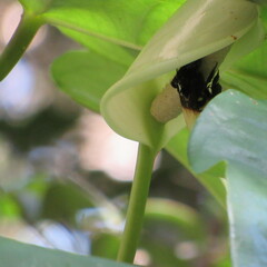 Eulaema