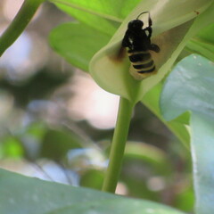 Eulaema