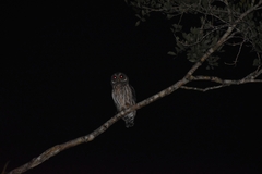 Strix virgata
