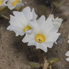Nolana baccata