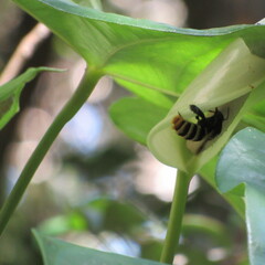 Eulaema