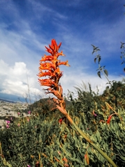 Dichromanthus cinnabarinus