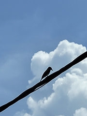 Tyrannus dominicensis