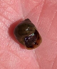 Leptoxis virgata