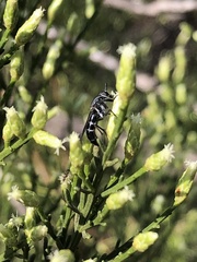 Ozodiceromyia