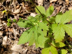 Agrimonia gryposepala