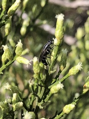 Ozodiceromyia