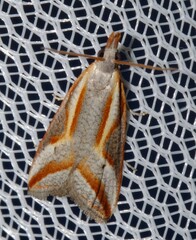 Arotrophora arcuatalis