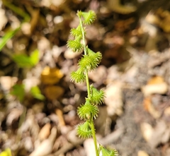 Agrimonia gryposepala