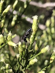 Ozodiceromyia