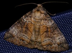 Dysbatus singularis