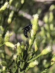 Ozodiceromyia