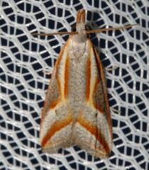 Arotrophora arcuatalis