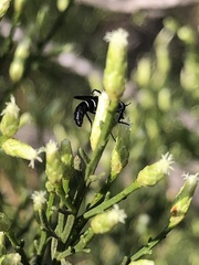 Ozodiceromyia