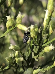 Ozodiceromyia