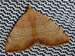 Chrysolarentia mecynata