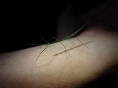 Sipyloidea rentzi