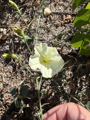 Calystegia malacophylla