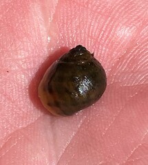 Leptoxis virgata