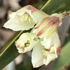Xanthosia rotundifolia