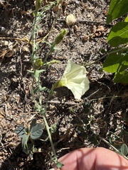 Calystegia malacophylla