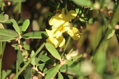 Hibbertia araneolifera