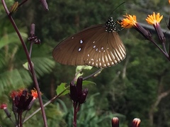 Euploea doubledayi evalida