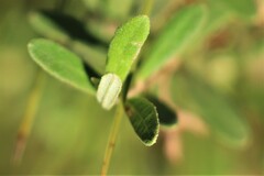 Hibbertia araneolifera